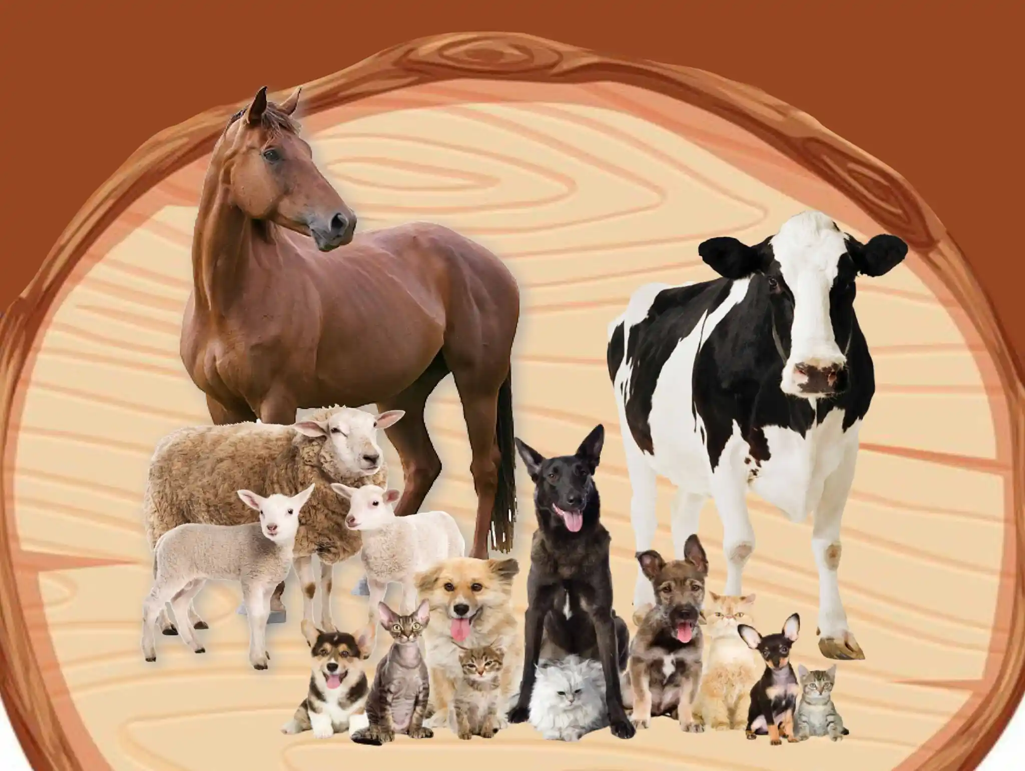 Veterinary-650x489-1-2048x1541